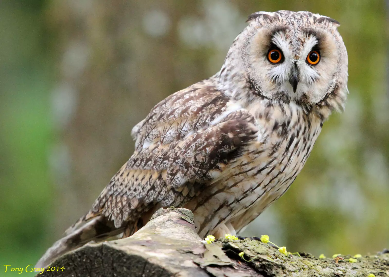 Noraneko Shoujo to no Kurashikata Ch. 4-16