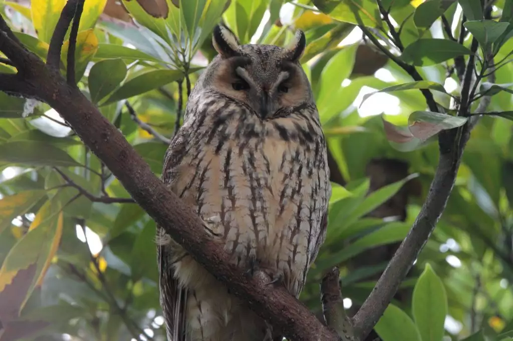 Noraneko Shoujo to no Kurashikata Ch. 4-16